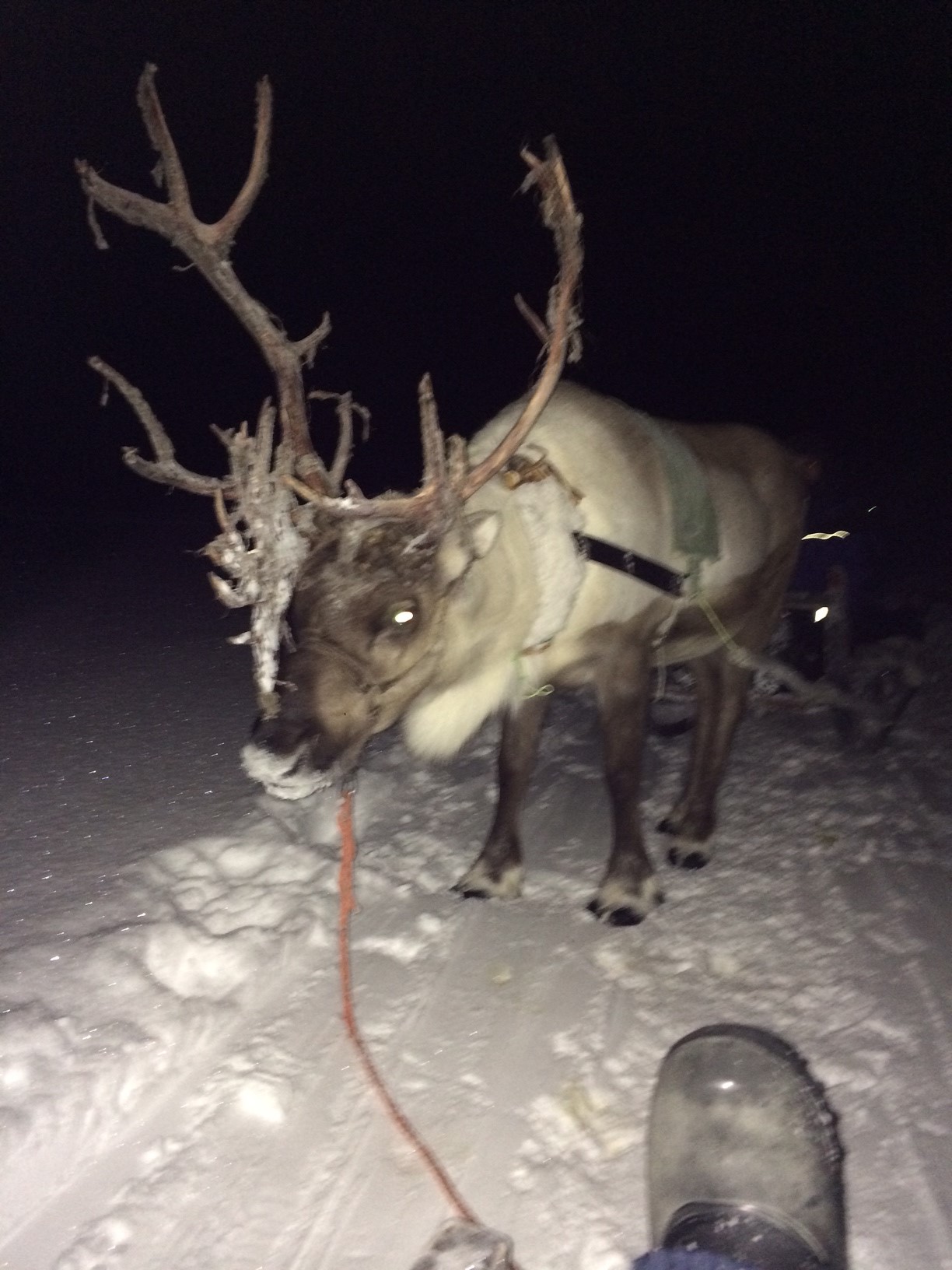 reindeer sledding Tromso
